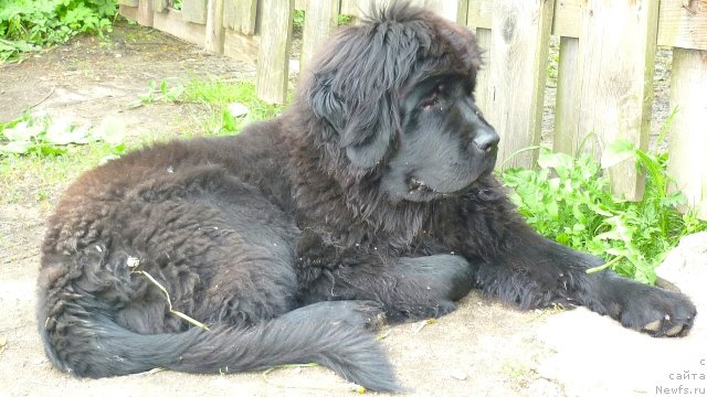 Фото: ньюфаундленд Фанньюф Тинкербель Сказочная Принцесса