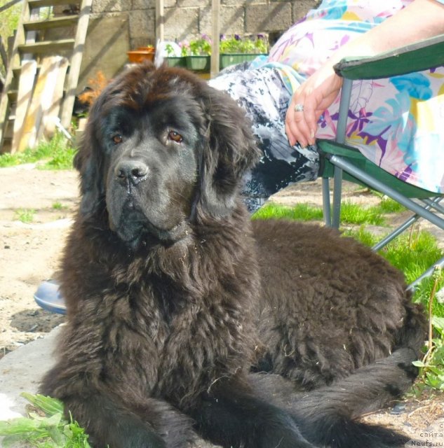 Фото: ньюфаундленд Фанньюф Тинкербель Сказочная Принцесса