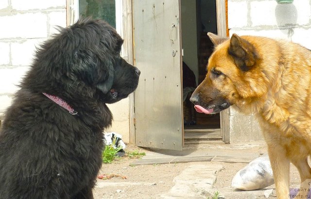 Фото: ньюфаундленд Фанньюф Тинкербель Сказочная Принцесса, ЯША