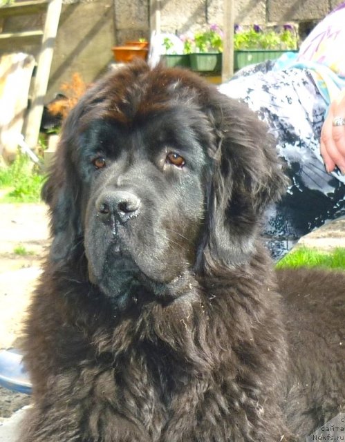 Фото: ньюфаундленд Фанньюф Тинкербель Сказочная Принцесса