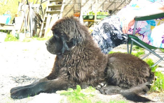 Фото: ньюфаундленд Фанньюф Тинкербель Сказочная Принцесса