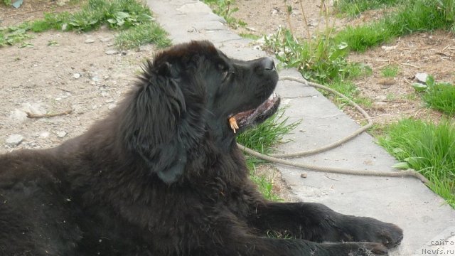 Фото: ньюфаундленд Фанньюф Тинкербель Сказочная Принцесса