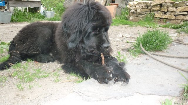 Фото: ньюфаундленд Фанньюф Тинкербель Сказочная Принцесса