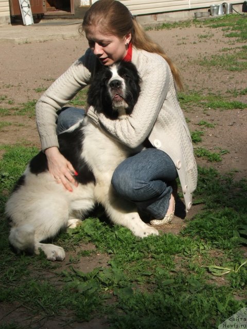 Фото: ньюфаундленд Kirieleison Angel of Takeitslowly