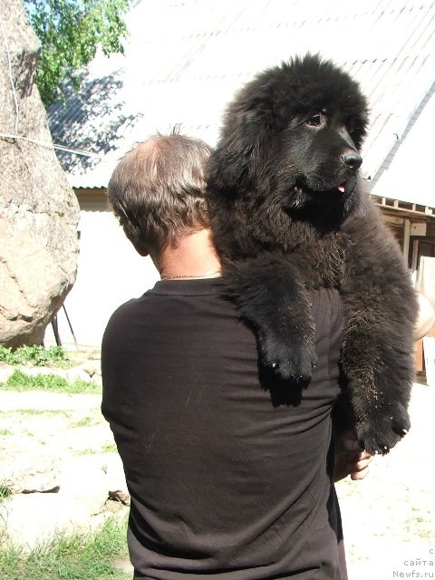 Фото: ньюфаундленд Take It Slowly Braveheart