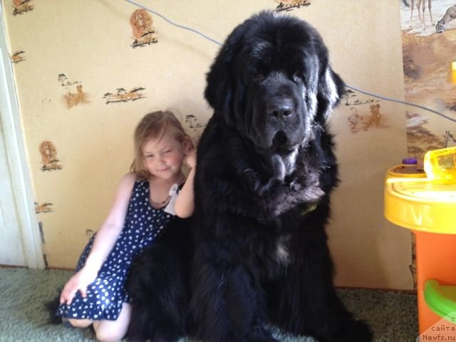 Фото: Оля и, ньюфаундленд Потап Юнитер