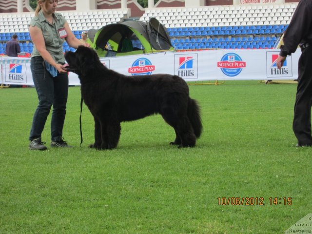 Фото: ньюфаундленд Very Fairweathers X'Got The Rhythm