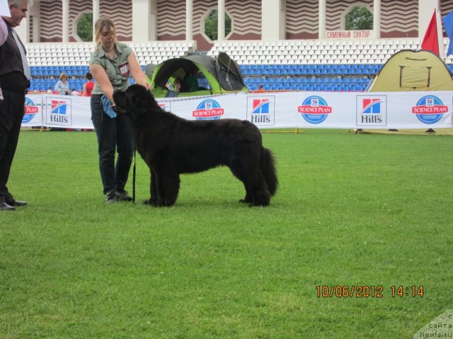 Фото: ньюфаундленд Very Fairweathers X'Got The Rhythm