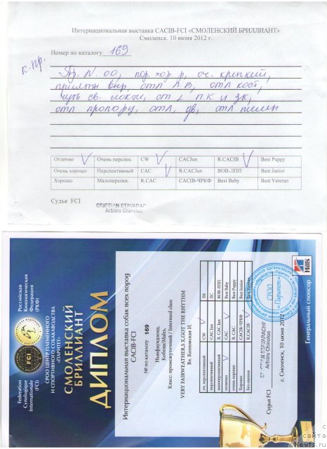 Фото: ньюфаундленд Very Fairweathers X'Got The Rhythm