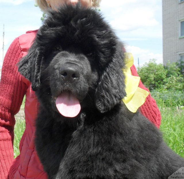 Фото: ньюфаундленд Бегущая по Волнам Царица Савская