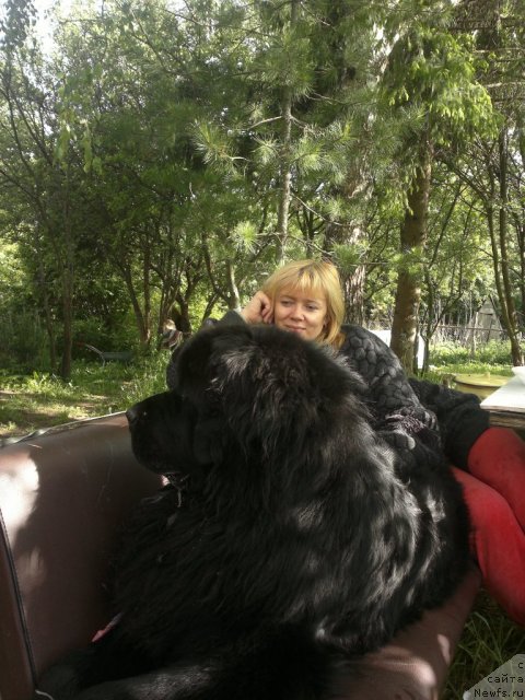 Фото: Елена Бакова, ньюфаундленд Фанньюф Уилгрэм Сэр