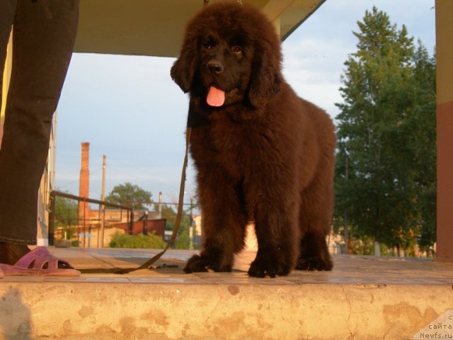Фото: ньюфаундленд Анджело Орсо Ариадна (Angelo Orso Ariadna)