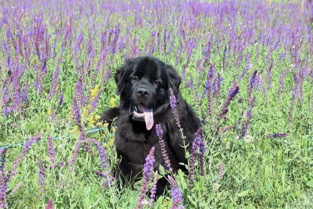 Фотография № 98388