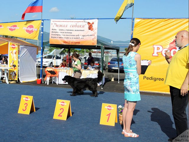 Фото: ньюфаундленд Сент Джонс Шармель