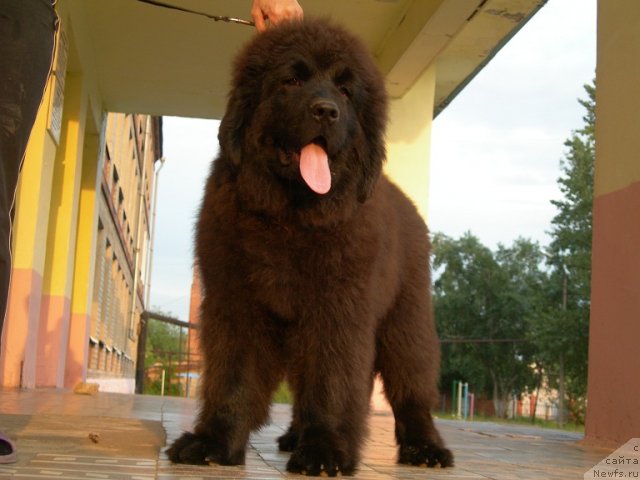 Фото: ньюфаундленд Анджело Орсо Ариадна (Angelo Orso Ariadna)