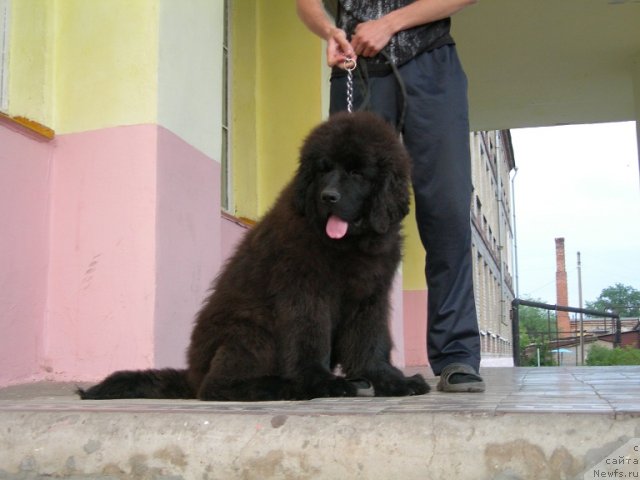 Фото: ньюфаундленд Анджело Орсо Ариадна (Angelo Orso Ariadna)