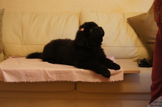 Фото: ньюфаундленд Бегущая по Волнам Фогет Ми Нот