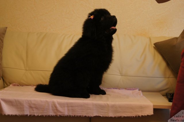 Фото: ньюфаундленд Бегущая по Волнам Фогет Ми Нот