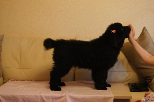 Фото: ньюфаундленд Бегущая по Волнам Фогет Ми Нот