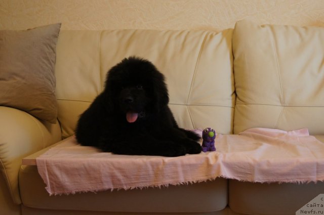 Фотография № 98400