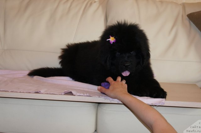 Фото: ньюфаундленд Бегущая по Волнам Фогет Ми Нот