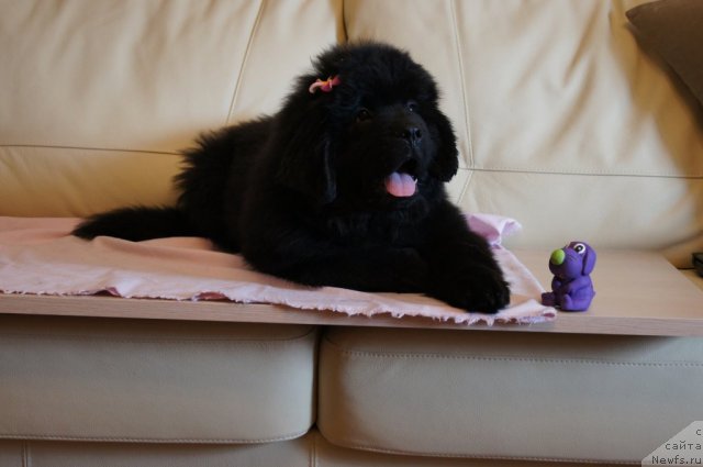 Фото: ньюфаундленд Бегущая по Волнам Фогет Ми Нот