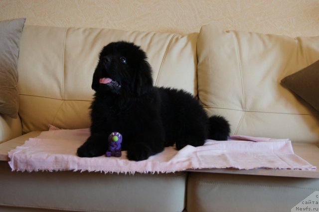 Фото: ньюфаундленд Бегущая по Волнам Фогет Ми Нот