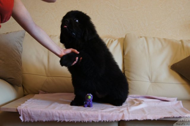 Фото: ньюфаундленд Бегущая по Волнам Фогет Ми Нот