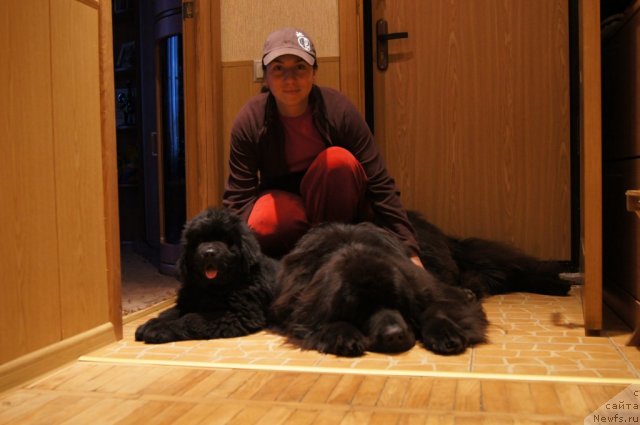 Фото: Александра Фетисова, ньюфаундленд Сент Джонс Лесная Фея, ньюфаундленд Бегущая по Волнам Фогет Ми Нот