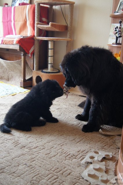 Фото: ньюфаундленд Бегущая по Волнам Фогет Ми Нот, ньюфаундленд Сент Джонс Лесная Фея