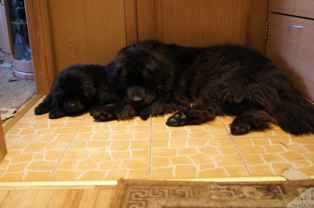 Фото: ньюфаундленд Бегущая по Волнам Фогет Ми Нот, ньюфаундленд Сент Джонс Лесная Фея