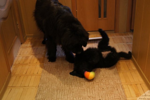 Фото: ньюфаундленд Сент Джонс Лесная Фея, ньюфаундленд Бегущая по Волнам Фогет Ми Нот