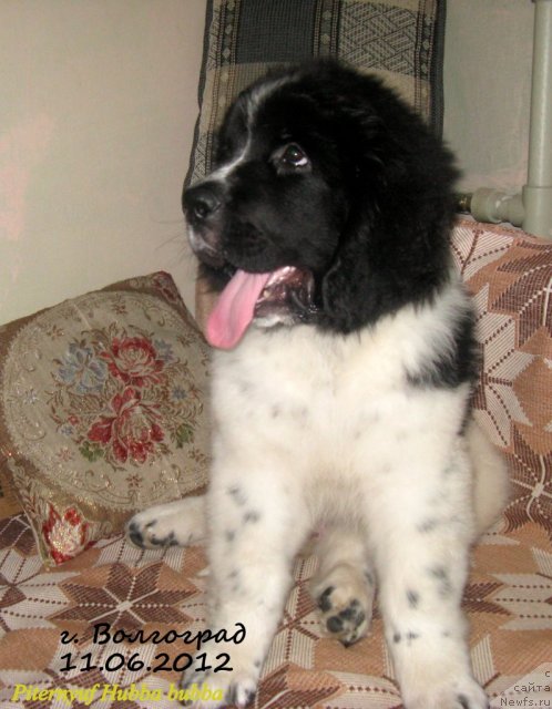 Фото: ньюфаундленд Питерньюф Хубба-Бубба