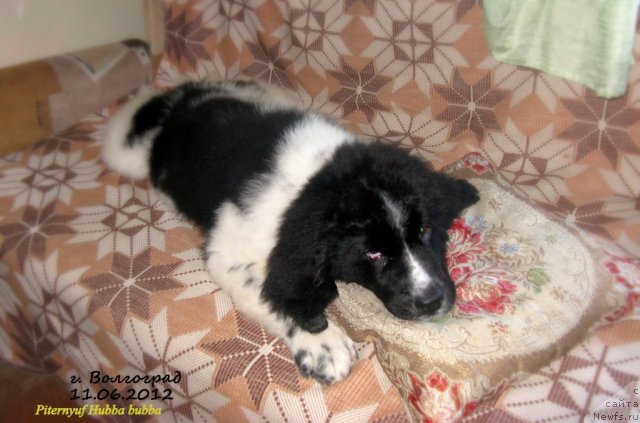 Фото: ньюфаундленд Питерньюф Хубба-Бубба