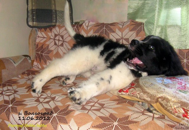 Фото: ньюфаундленд Питерньюф Хубба-Бубба