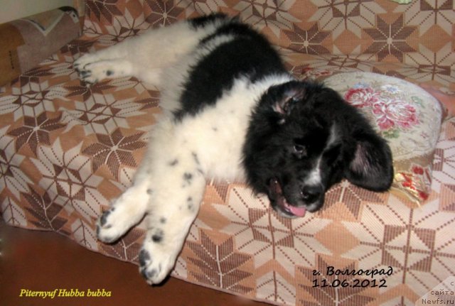 Фото: ньюфаундленд Питерньюф Хубба-Бубба