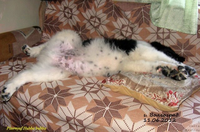 Фотография № 98415