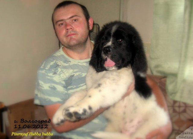 Фото: ньюфаундленд Питерньюф Хубба-Бубба, Владимир Слепченко