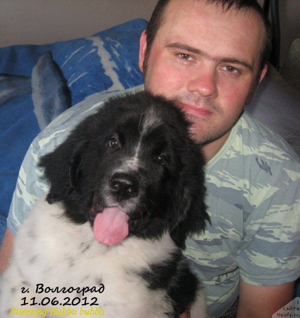 Фото: ньюфаундленд Питерньюф Хубба-Бубба, Владимир Слепченко