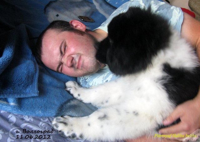 Фото: ньюфаундленд Питерньюф Хубба-Бубба, Владимир Слепченко