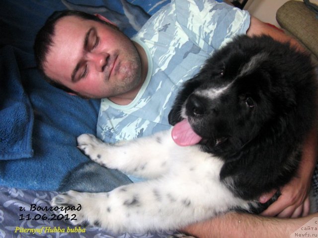 Фото: ньюфаундленд Питерньюф Хубба-Бубба, Владимир Слепченко