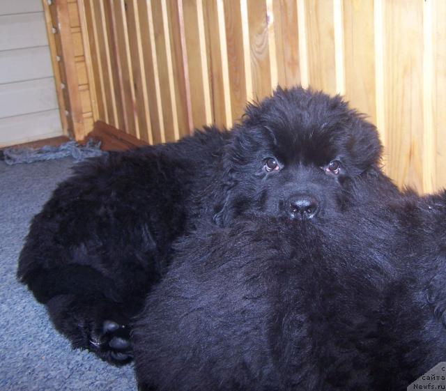 Фото: ньюфаундленд Акватория Келвин Зигмунд