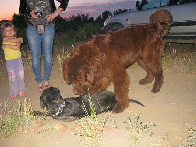 Фото: ньюфаундленд Фактурный Фрукт с Берега Дона (Fakturnyi Frukt s Berega Dona)