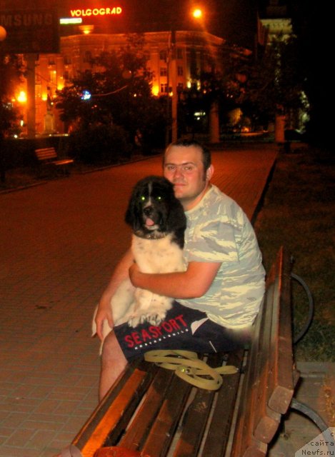 Фото: ньюфаундленд Питерньюф Хубба-Бубба, Владимир Слепченко