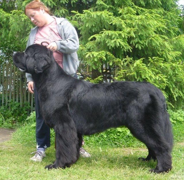 Фото: ньюфаундленд Дар Свезы Юстас Сагиттариус (Dar Svezy Ustas Sagittarius), Дарья Власова