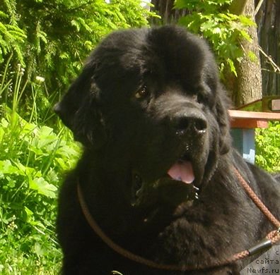 Фото: ньюфаундленд Дар Свезы Юстас Сагиттариус (Dar Svezy Ustas Sagittarius)