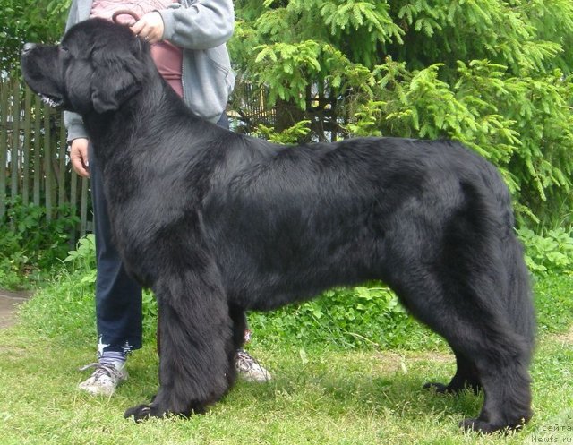 Фото: ньюфаундленд Дар Свезы Юстас Сагиттариус (Dar Svezy Ustas Sagittarius)