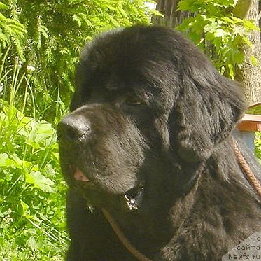 Фото: ньюфаундленд Дар Свезы Юстас Сагиттариус (Dar Svezy Ustas Sagittarius)