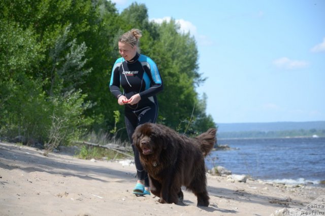 Фото: ньюфаундленд Звездная Тоскана Лесная Раскрасавица, Диана Ларина