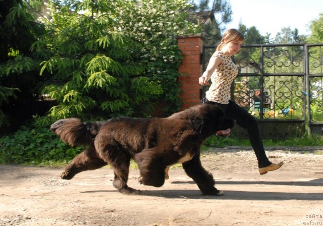 Фото: ньюфаундленд King of Helluland Over Ruled